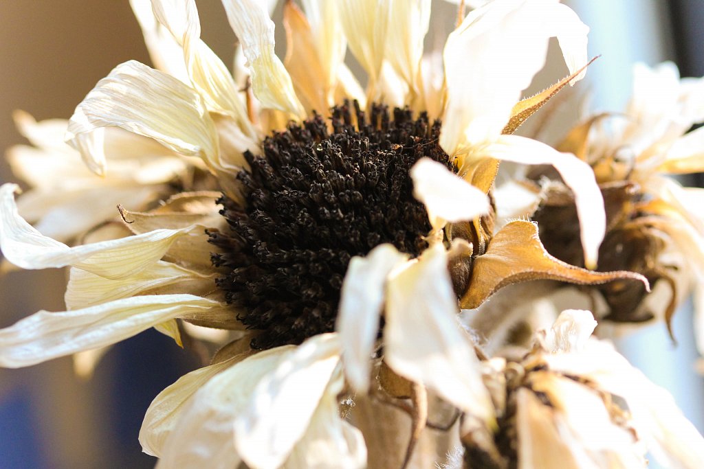 Dried up sunflower in a pot