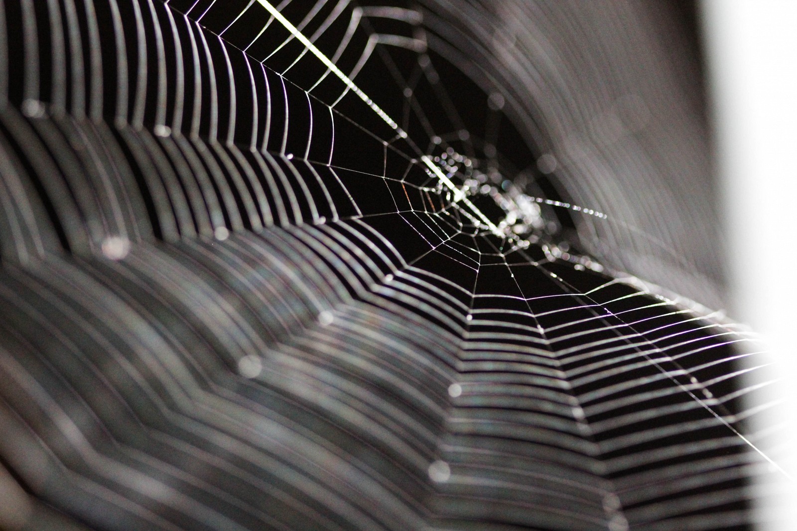 Spiderweb